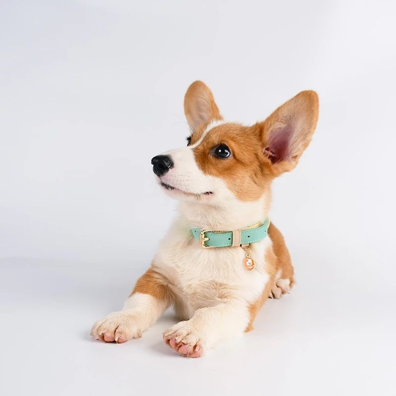Genuine Leather Dog & Cat Collar – Premium Pet Collar in S, M, L